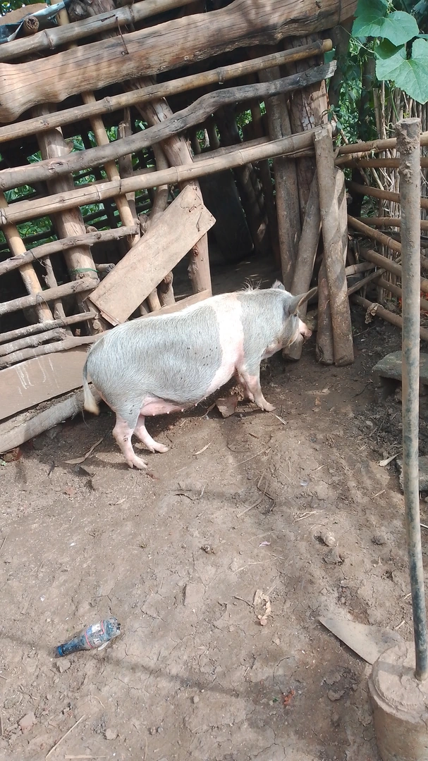 Pig ready to slaughter for sell