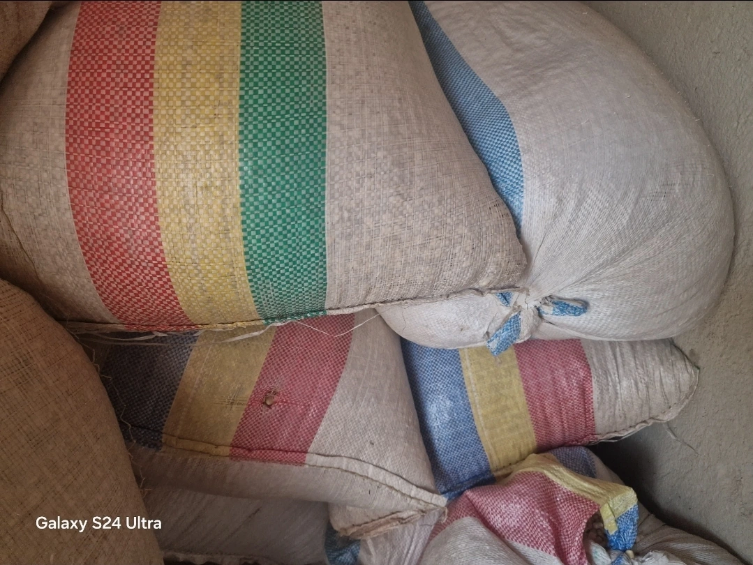 High quality Maize
