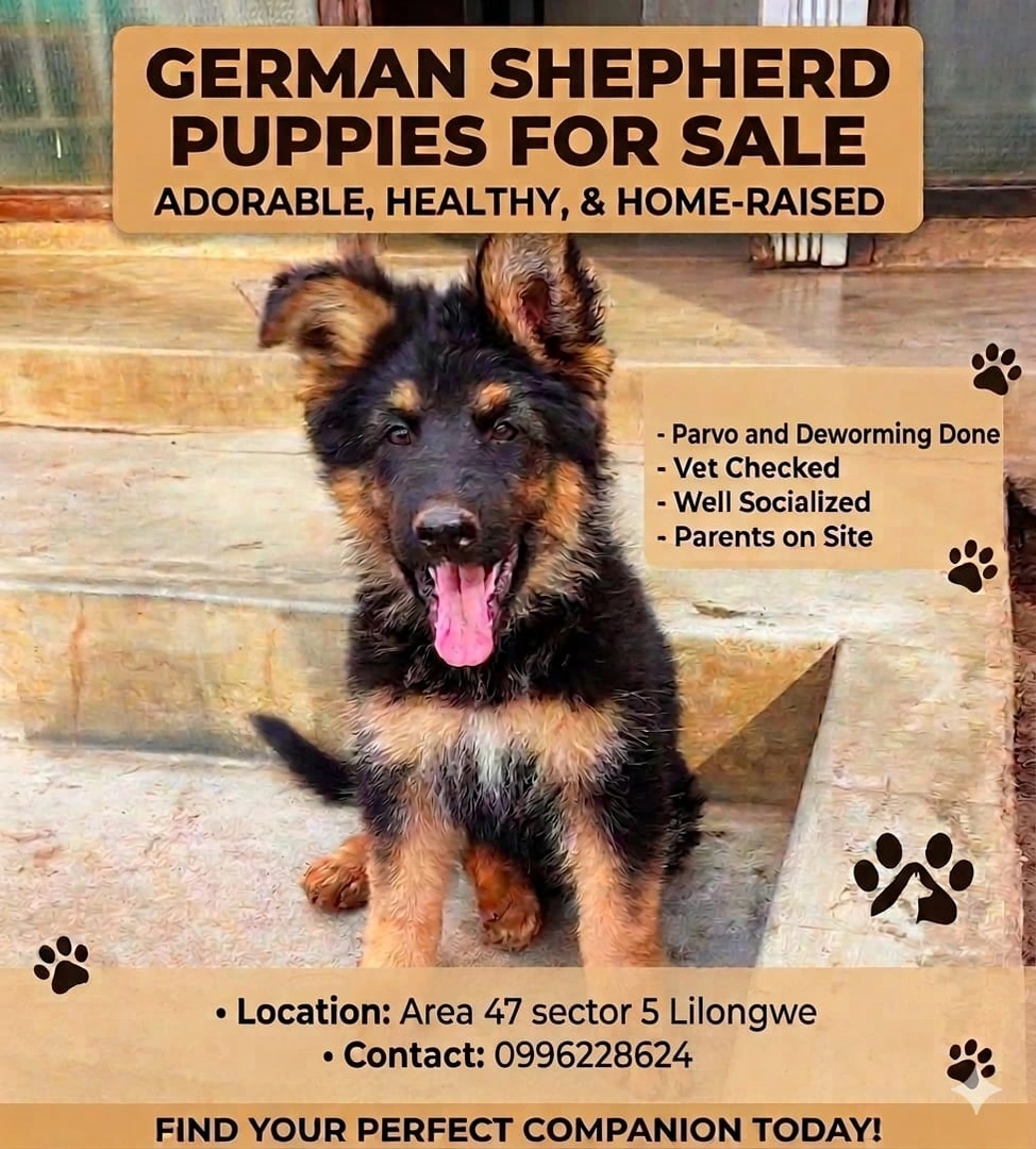 German shepherd puppy