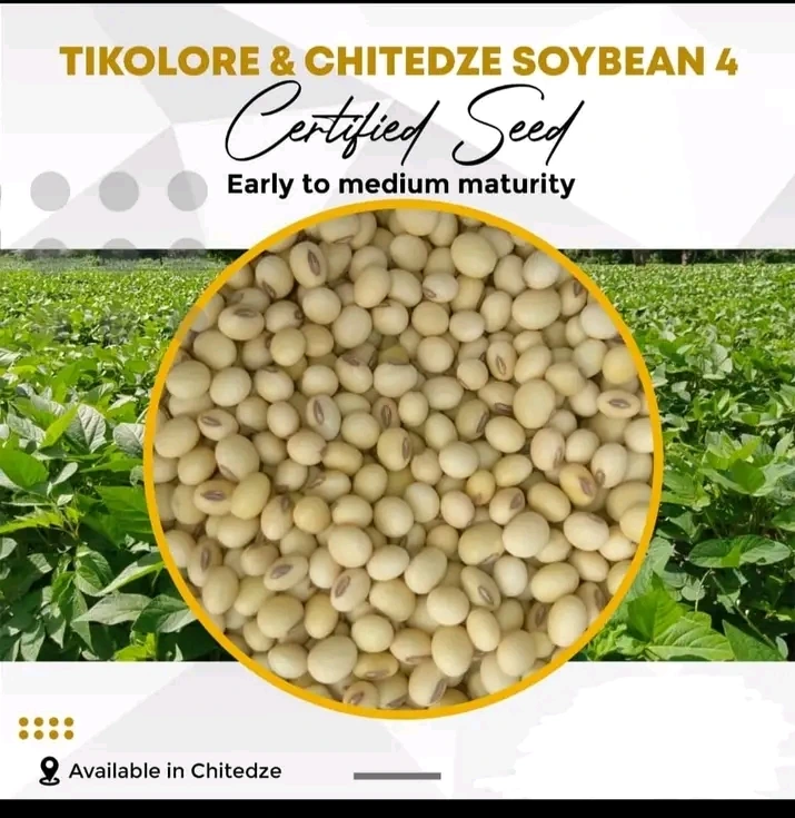 SOYABEAN  AND GROUNDNUT SEED