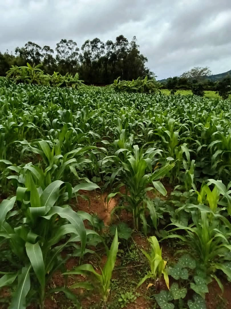 We have plot for sale