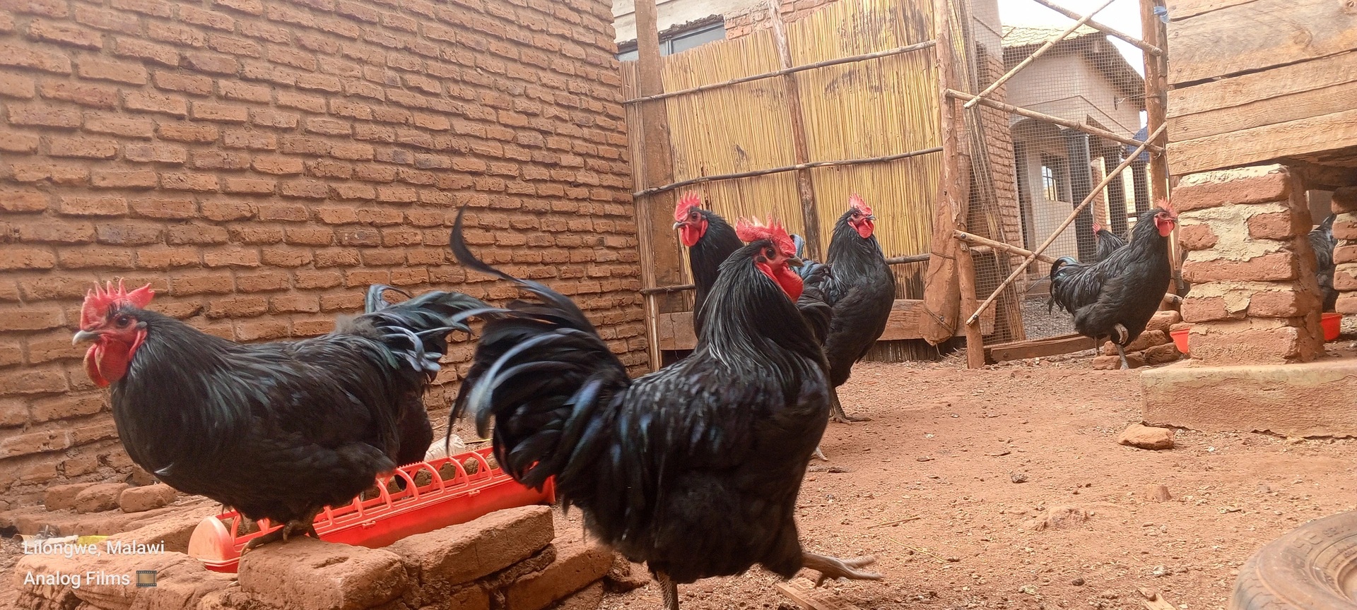 Mikolongwe Chicken