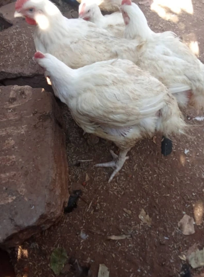 Broiler Chickens